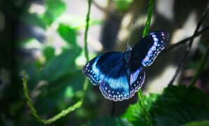 blue_butterfly