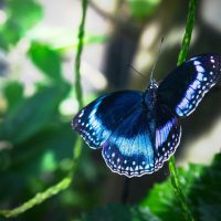 blue_butterfly